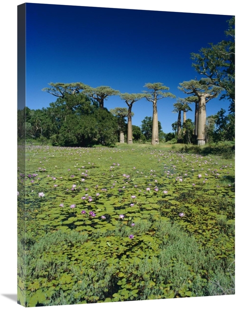 Global Gallery GCS-452652-2432-142 24 x 32 in. Grandidiers Baobab Tree