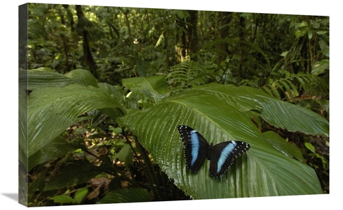 Global Gallery GCS-453165-2030-142 20 x 30 in. Morpho Butterfly Butter