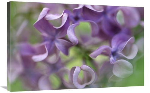 Global Gallery GCS-398266-2436-142 24 x 36 in. Lilac Flower, Close
