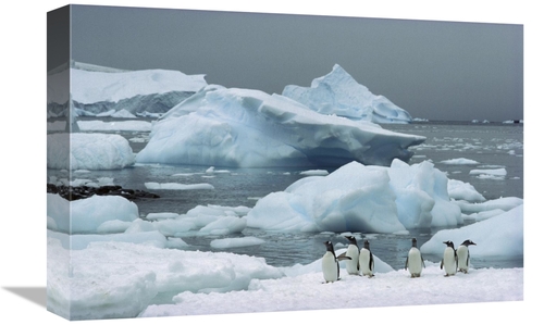 Global Gallery GCS-451714-1218-142 12 x 18 in. Gentoo Penguins with Ic