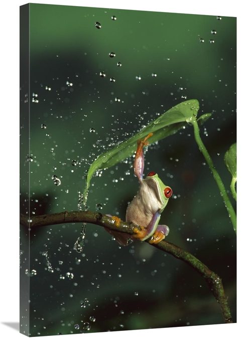 Global Gallery GCS-395717-2030-142 20 x 30 in. Red-Eyed Tree Frog in R