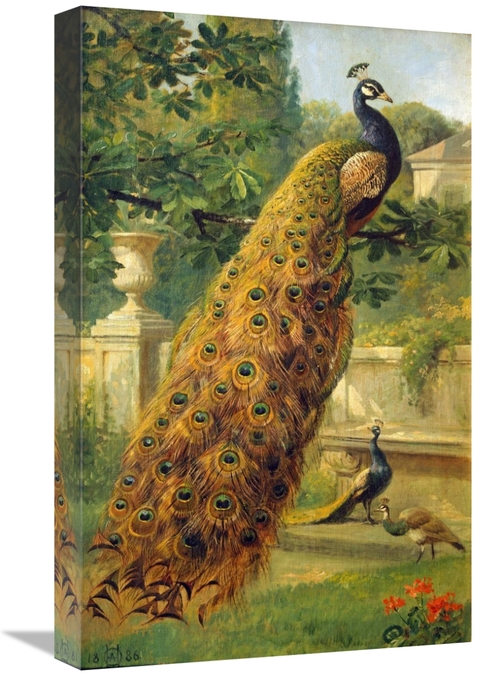 Global Gallery GCS-266529-22-142 22 in. Peacocks in the Park Art Print