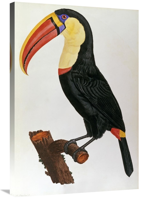 Global Gallery GCS-266735-36-142 36 in. Le Toucan Art Print - Francois