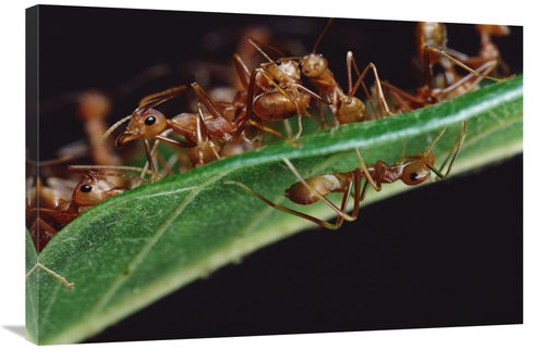 Global Gallery GCS-451003-2436-142 24 x 36 in. Green Tree Ants on Leaf