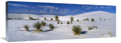36 in. Soaptree Yucca in Gypsum Dunes, White Sands National Monume