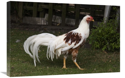 Global Gallery GCS-397445-2030-142 20 x 30 in. Domestic Chicken, R