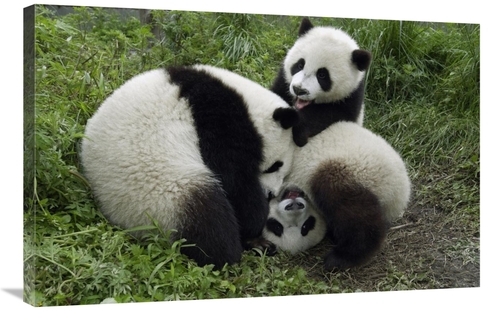 Global Gallery GCS-395891-2436-142 24 x 36 in. Three Young Pandas Play
