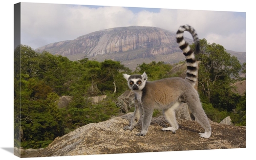 Global Gallery GCS-453253-2030-142 20 x 30 in. Ring-Tailed Lemur in th