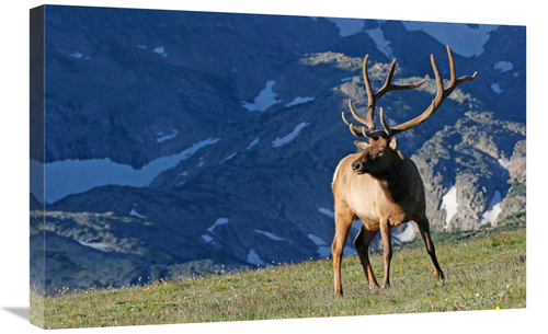 30 in. Above the Timberline Art Print - Vic Schendel