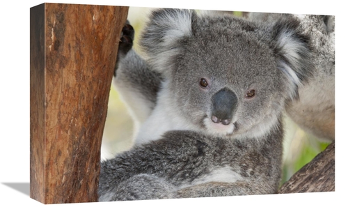 Global Gallery GCS-395603-1218-142 12 x 18 in. Koala, Victoria&#44