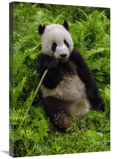 Global Gallery GCS-397879-2030-142 20 x 30 in. Giant Panda Eating Bamb