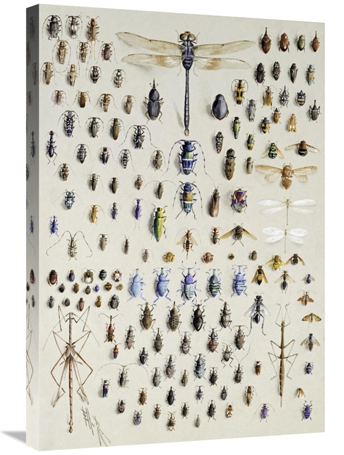 Global Gallery GCS-268489-30-142 30 in. One Hundred & Fifty Insects Ar