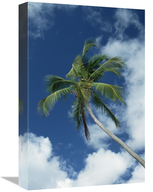 Global Gallery GCS-452544-1218-142 12 x 18 in. Coconut Palm Against Bl