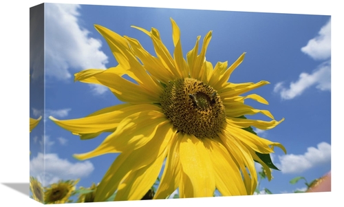 Global Gallery GCS-398479-1218-142 12 x 18 in. Common Sunflower with B