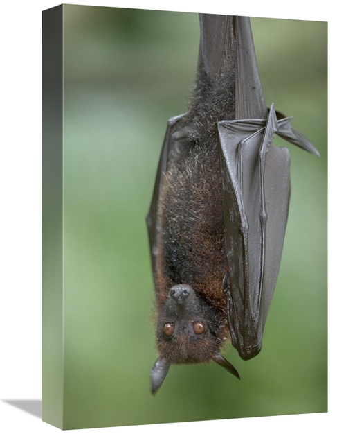 Global Gallery GCS-398075-1218-142 12 x 18 in. Flying Fox Art Print - 