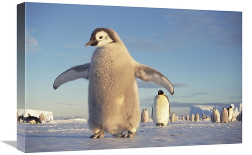 Global Gallery GCS-395582-1624-142 16 x 24 in. Emperor Penguin Chick o