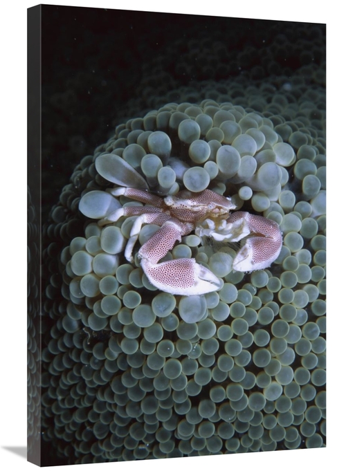 Global Gallery GCS-453544-2030-142 20 x 30 in. Spotted Anemone Crab Li