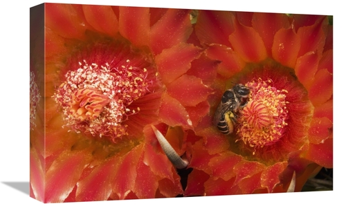 Global Gallery GCS-397743-1218-142 12 x 18 in. Cactus Bee Feeding on B