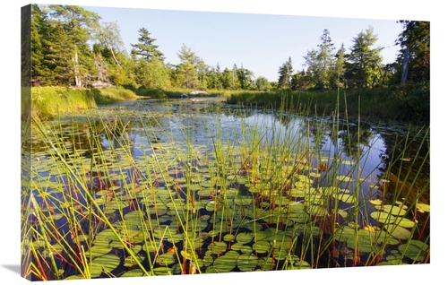 Global Gallery GCS-397614-2436-142 24 x 36 in. Marsh with Reeds & Lily