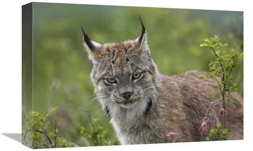 Global Gallery GCS-396037-1218-142 12 x 18 in. Canada Lynx Portrait&#4