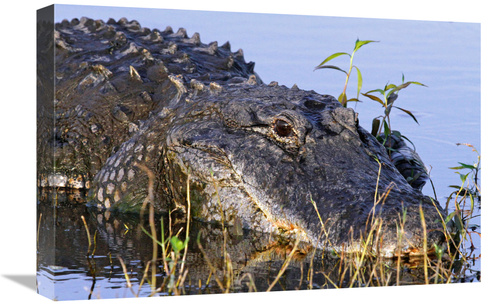 Global Gallery GCS-486400-22-142 22 in. Trust Me Art Print - Vic Schen