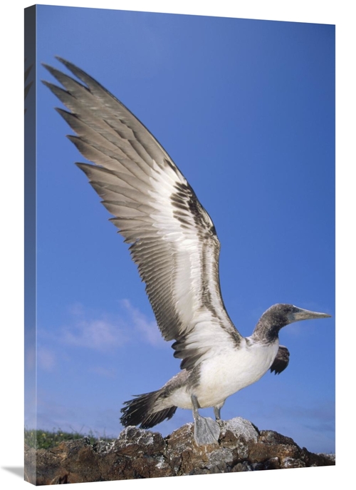 Global Gallery GCS-451294-2436-142 24 x 36 in. Masked Booby Fledgling 