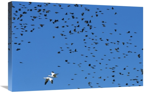 Global Gallery GCS-452618-2030-142 20 x 30 in. Red-Winged Blackbird & 