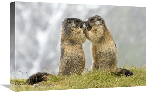Global Gallery GCS-398062-1624-142 16 x 24 in. Two Alpine Marmots,