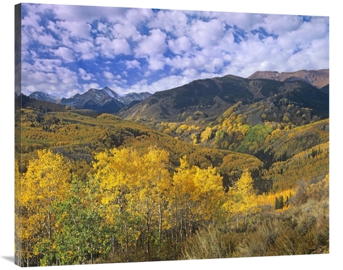 Global Gallery GCS-396006-40-142 40 in. Quaking Aspen in Autumn, C