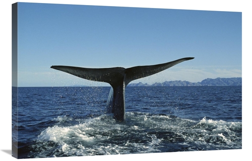 Global Gallery GCS-451684-2436-142 24 x 36 in. Blue Whale Raising Fluk