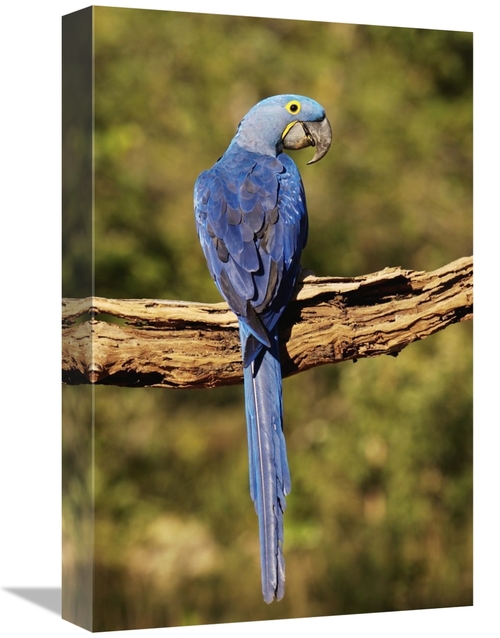 Global Gallery GCS-453152-1218-142 12 x 18 in. Hyacinth Macaw Perched 