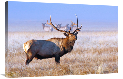 Global Gallery GCS-486452-40-142 40 in. The Family Group Art Print - V