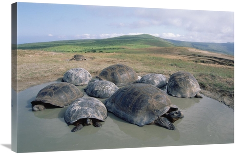 Global Gallery GCS-451564-2436-142 24 x 36 in. Volcan Alcedo Giant Tor