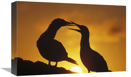 Global Gallery GCS-451253-1218-142 12 x 18 in. Masked Booby Couple Cou