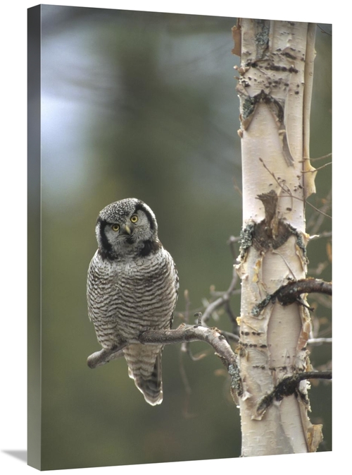 Global Gallery GCS-451843-2030-142 20 x 30 in. Northern Hawk Owl Perch