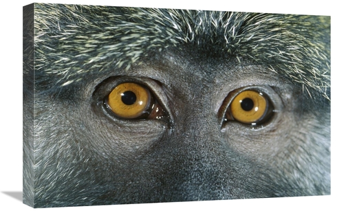 Global Gallery GCS-395709-1624-142 16 x 24 in. Allens Swamp Monkey Det