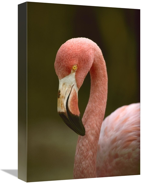 Global Gallery GCS-395974-1218-142 12 x 18 in. Greater Flamingo, C