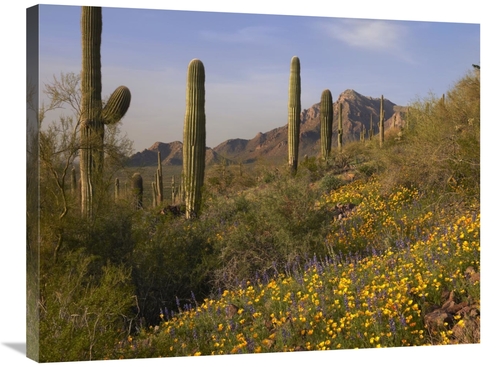 Global Gallery GCS-395952-2432-142 24 x 32 in. Saguaro Cacti & Califor