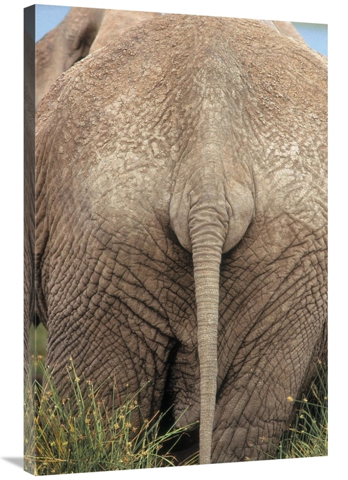 Global Gallery GCS-395981-2436-142 24 x 36 in. African Elephant Butt&#