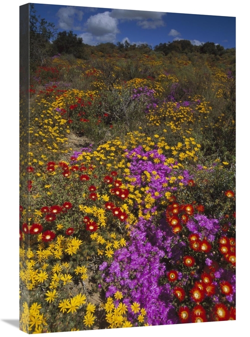 Global Gallery GCS-451830-2030-142 20 x 30 in. Dewflowers & Other Bloo