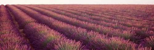 Close-up of Lavender fields  Plateau de Valensole  France Poster Print