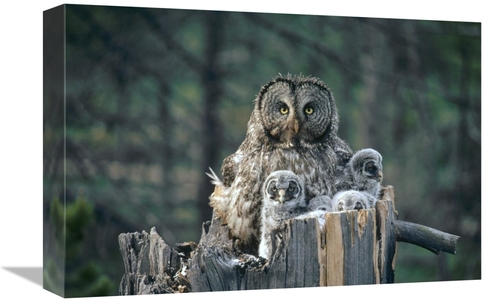 Global Gallery GCS-451847-1218-142 12 x 18 in. Great Gray Owl with Owl