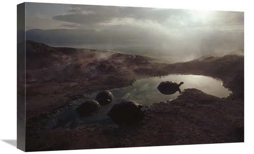 Global Gallery GCS-451324-1624-142 16 x 24 in. Galapagos Giant Tortois