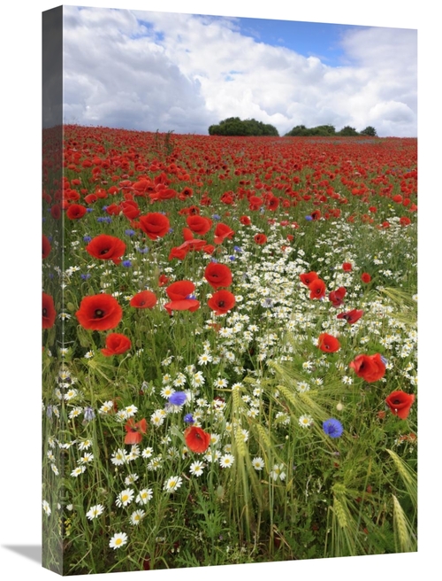 Global Gallery GCS-398061-1624-142 16 x 24 in. Field with Flowering Re