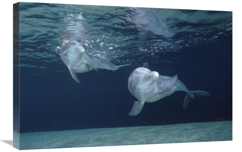 Global Gallery GCS-450663-2030-142 20 x 30 in. Bottlenose Dolphin Unde
