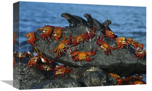 Global Gallery GCS-395583-1218-142 12 x 18 in. Sally Lightfoot Crabs &