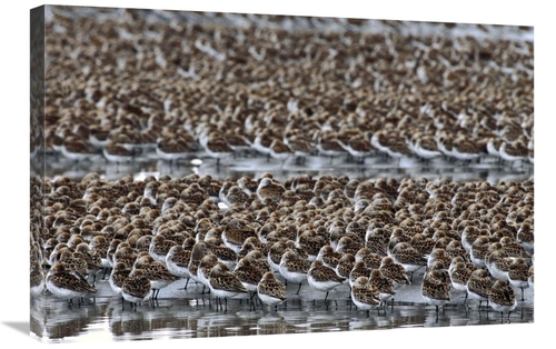 Global Gallery GCS-451920-2030-142 20 x 30 in. Western Sandpiper Flock