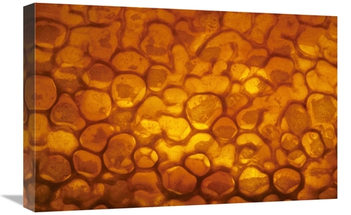 16 x 24 in. Honeycomb Cells Filled with Honey & Covered by Wax, Be