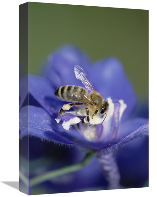 Global Gallery GCS-452545-1218-142 12 x 18 in. Honey Bee Gathering Pol