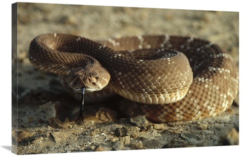 Global Gallery GCS-450734-2436-142 24 x 36 in. Red Rattlesnake, Ba